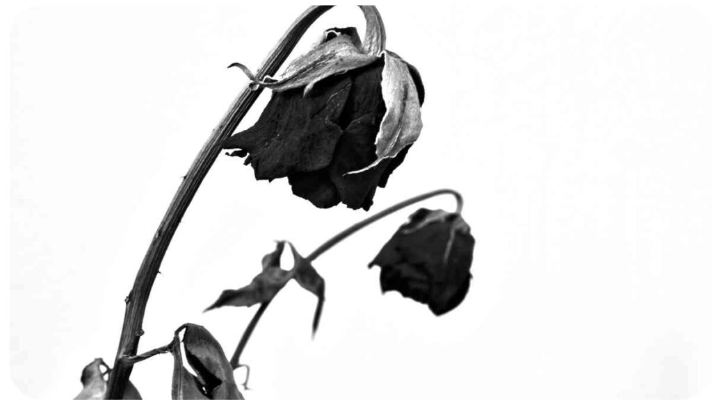 a black and white photo of a dead flower