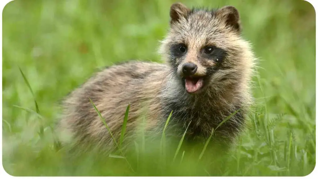 a baby raccoon standing in the grass with its mouth open
