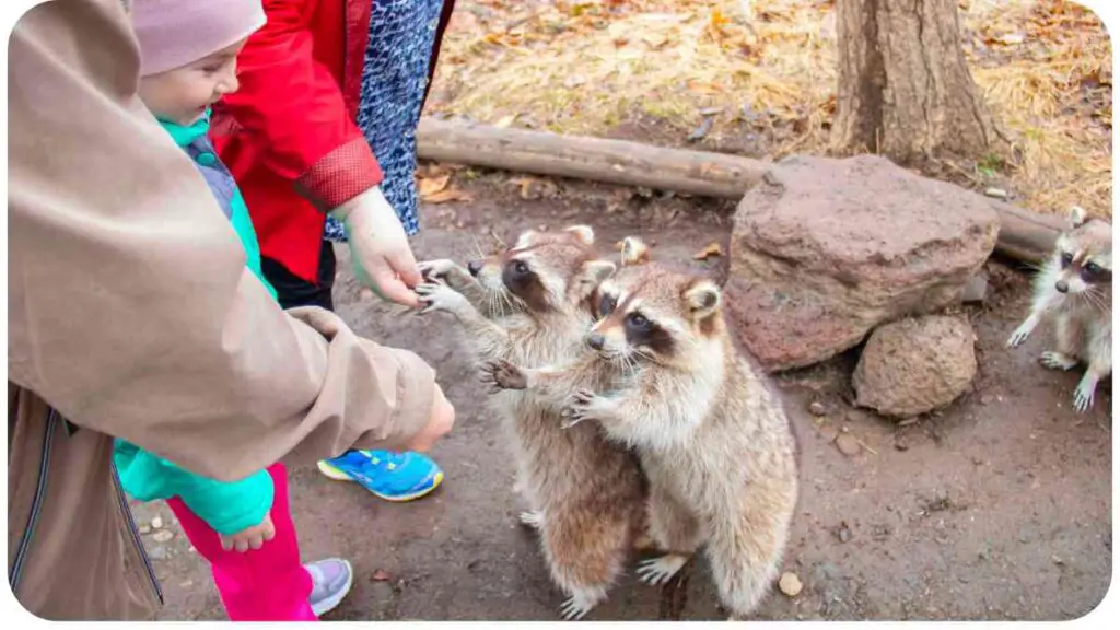 people feeding raccoons at a zoo