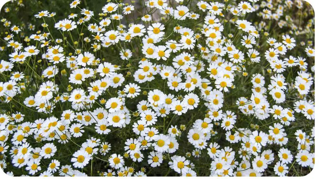 a large group of daisies