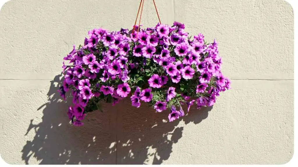 purple flowers hanging from a hanging basket on a wall