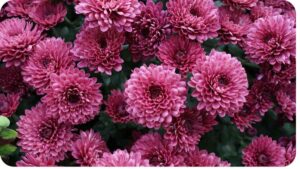 pink chrysanthemums are blooming in the garden