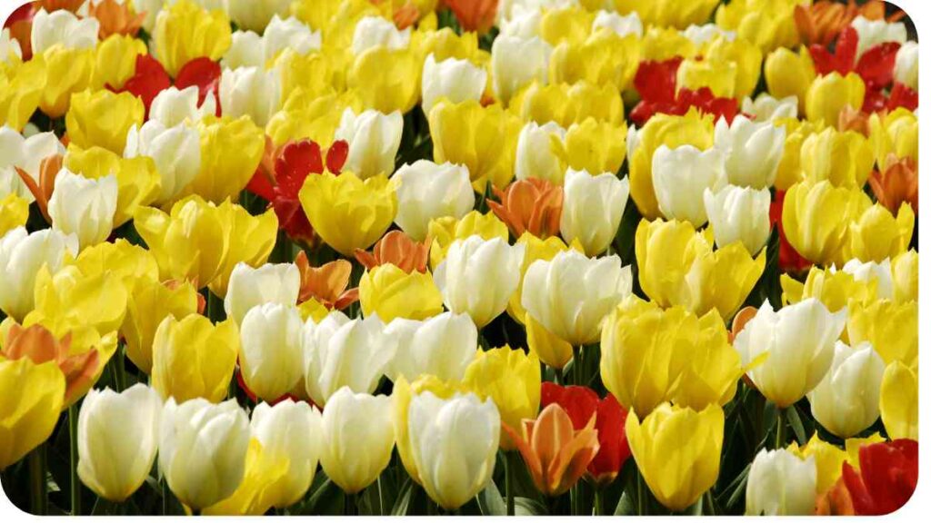 a large field of yellow, white and red tulips