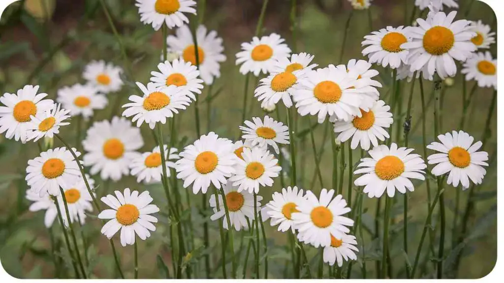 a group of daisies with yellow centers