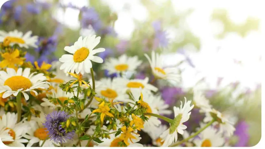 an image of daisies in a field with a blurred background