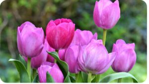 several pink tulips are blooming in a garden