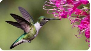 What Flowers do Hummingbirds Eat? Attracting Flitting Pollinators
