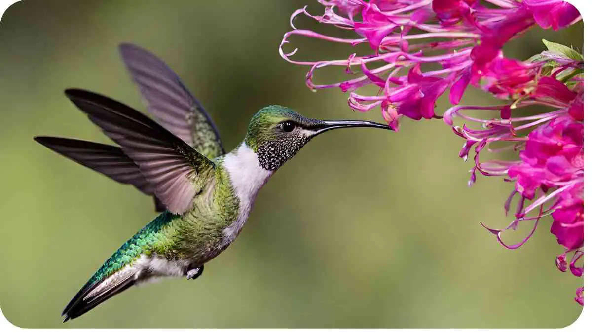 What Flowers do Hummingbirds Eat? Attracting Flitting Pollinators