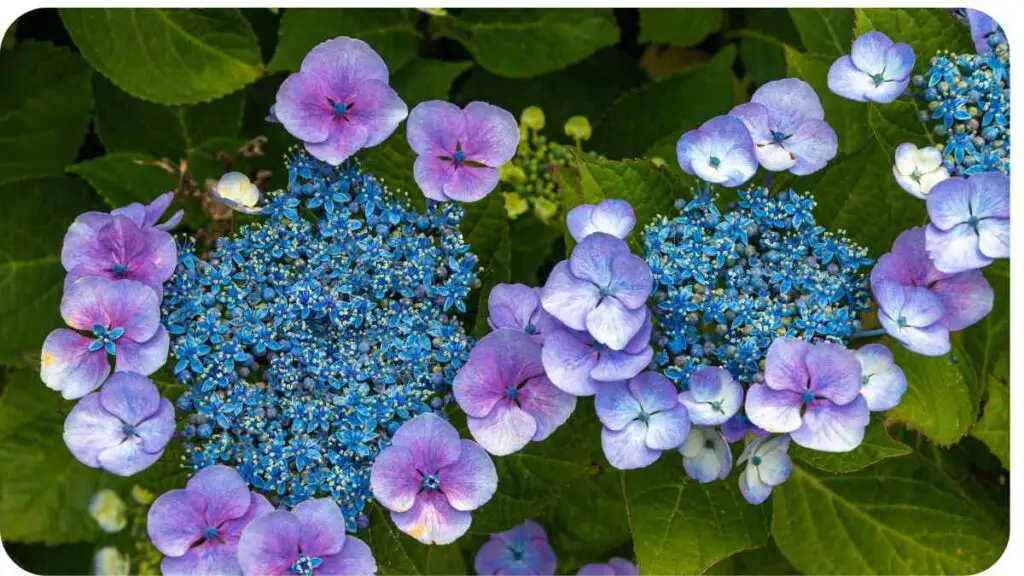 blue hydrangea mouse pad