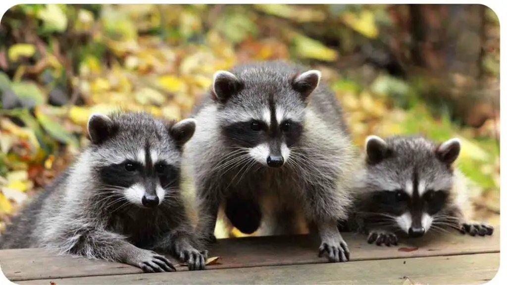 three raccoons sitting on a wooden bench