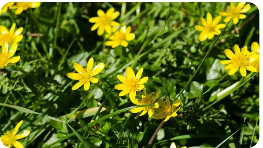 many yellow flowers are growing in the grass