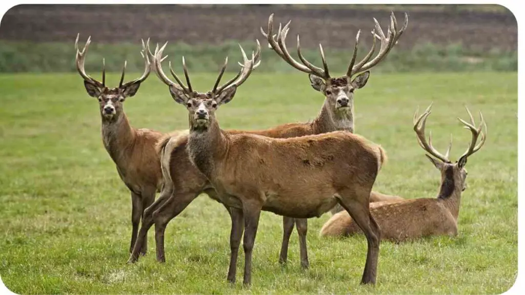 a group of deer standing in a field