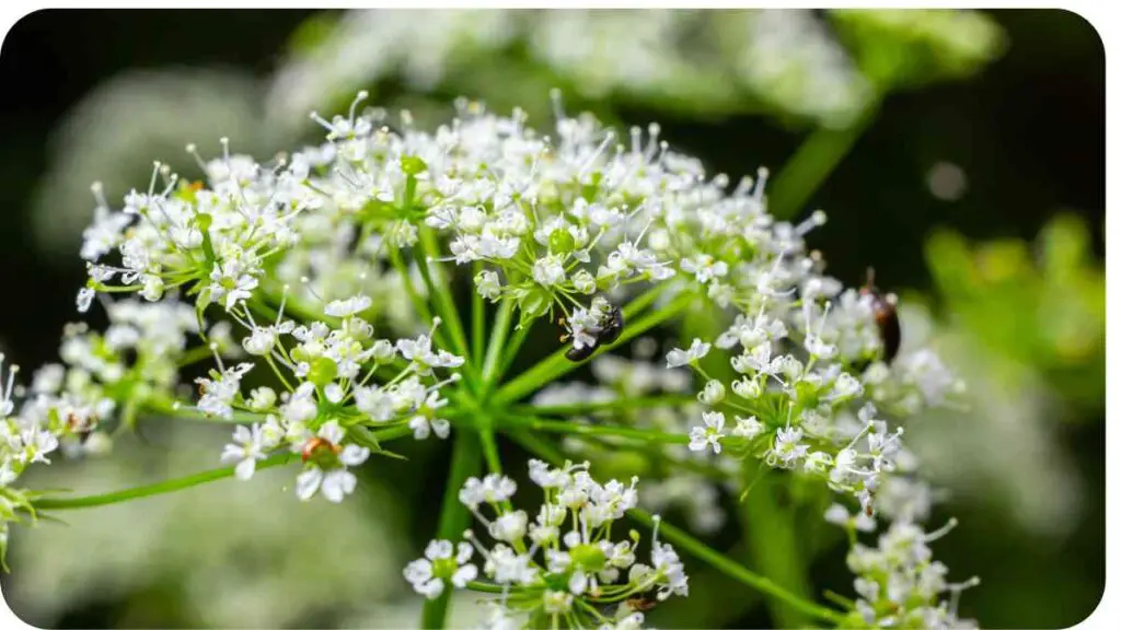 a close up view of the white flowers on a plant