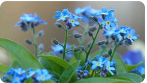 What Are Different Types of Blue Flowers?