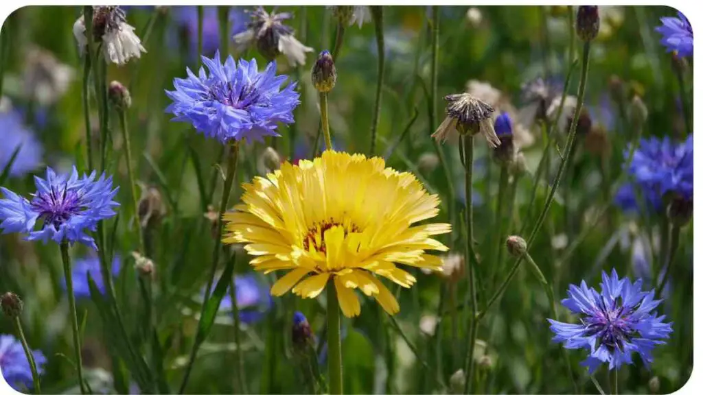 a yellow flower in a field of blue and yellow flowers