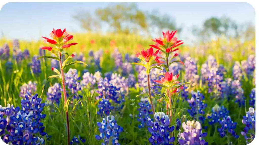 wildflowers in a field of bluebonnets